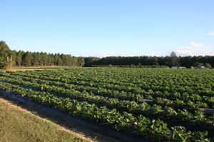 Fruit & Nut Tree Crop